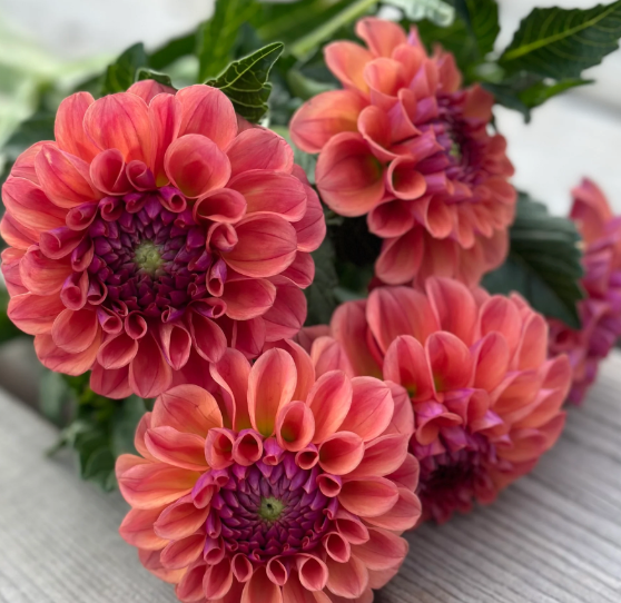 Chewy Dahlia