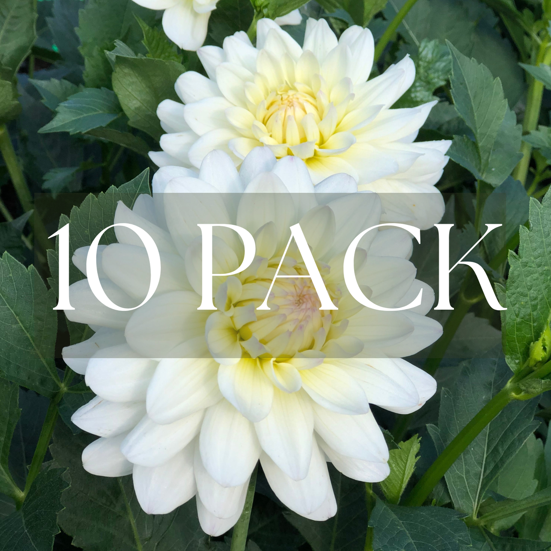 Shilo Jazzman (10 Pack)