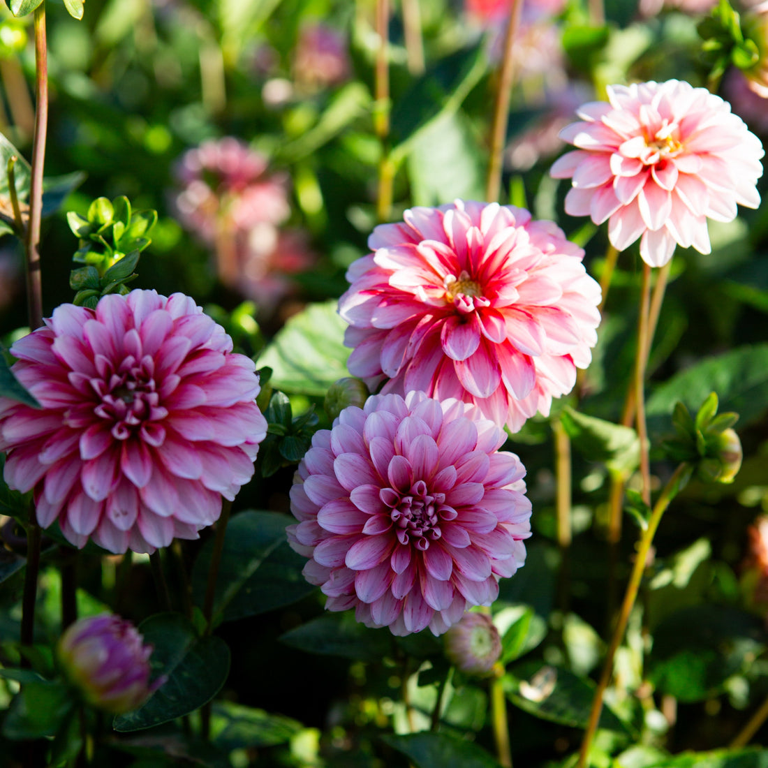 Stawberry Cream Dahlia