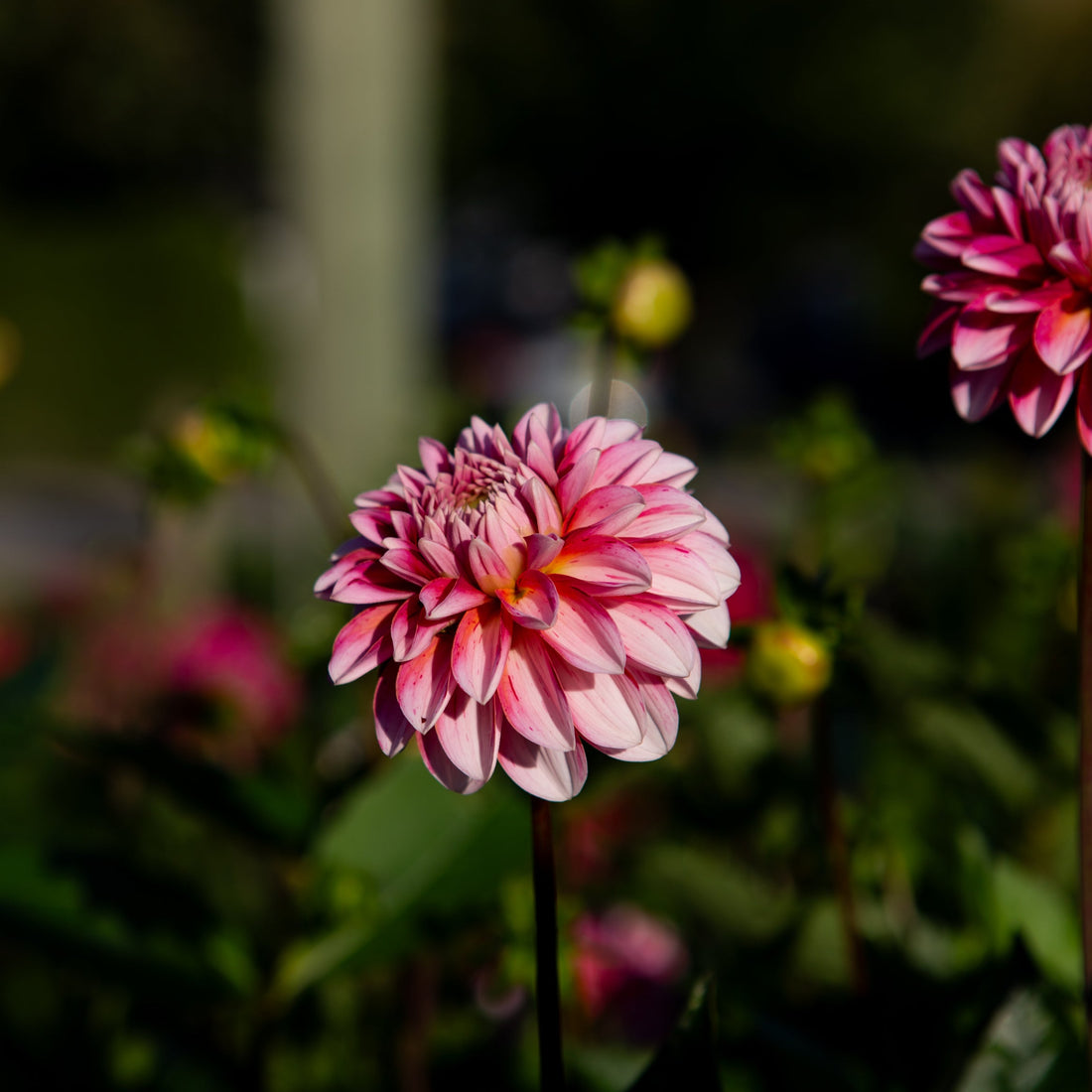 Stawberry Cream Dahlia