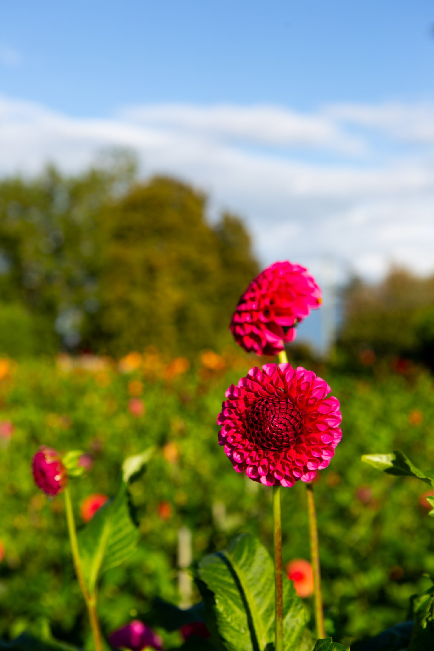 Tahoma April Dahlia