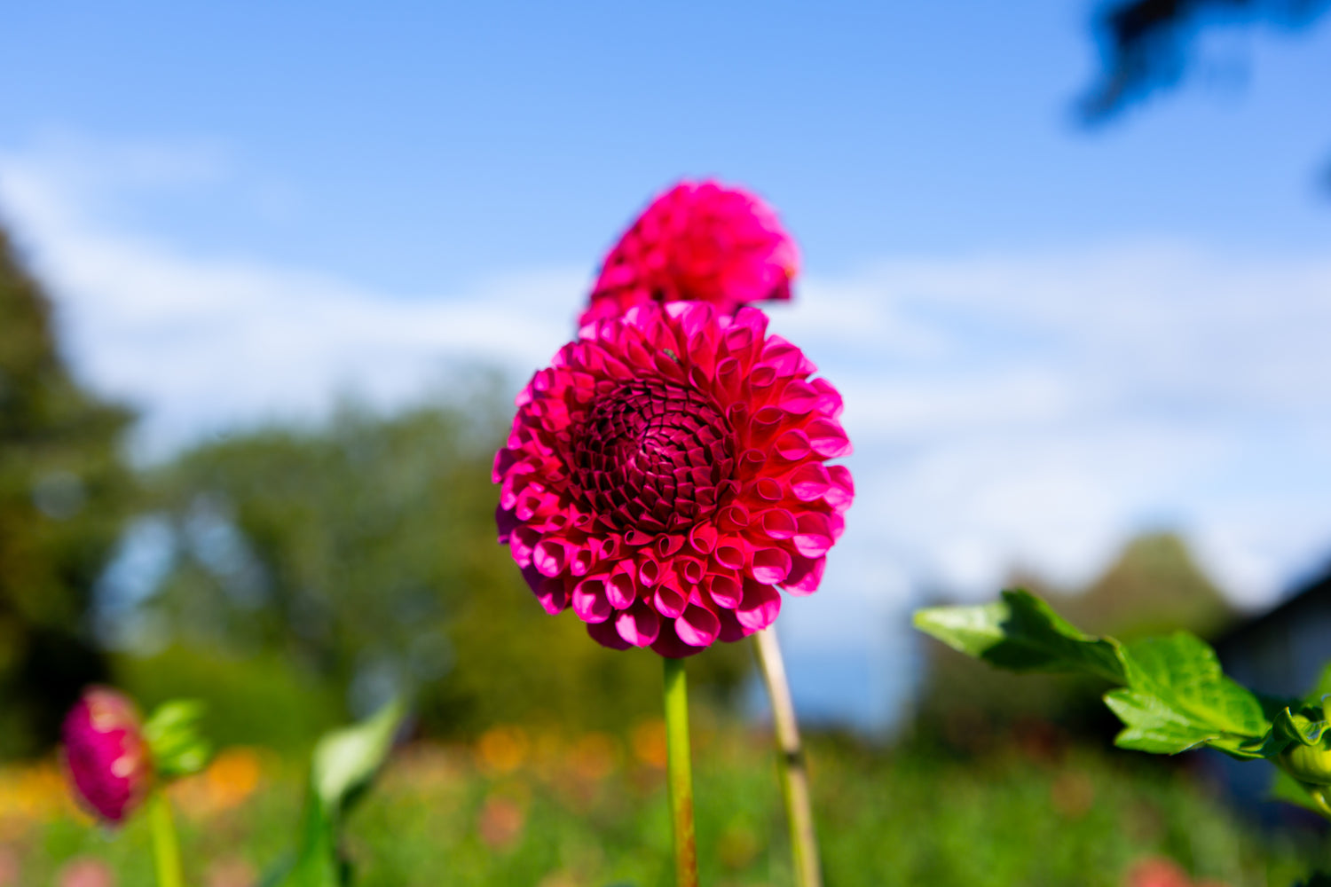 Tahoma April Dahlia