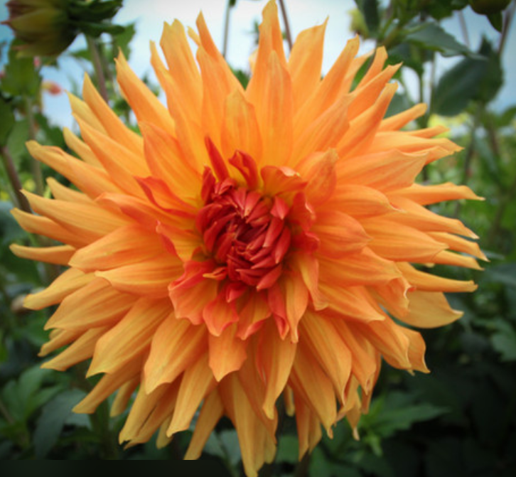 Bloomquist Celestial