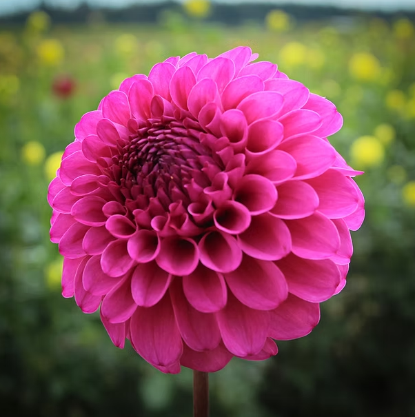 Bloomquist Jenny (Limit 1)