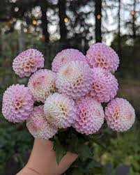 Bloomquist Wonderful