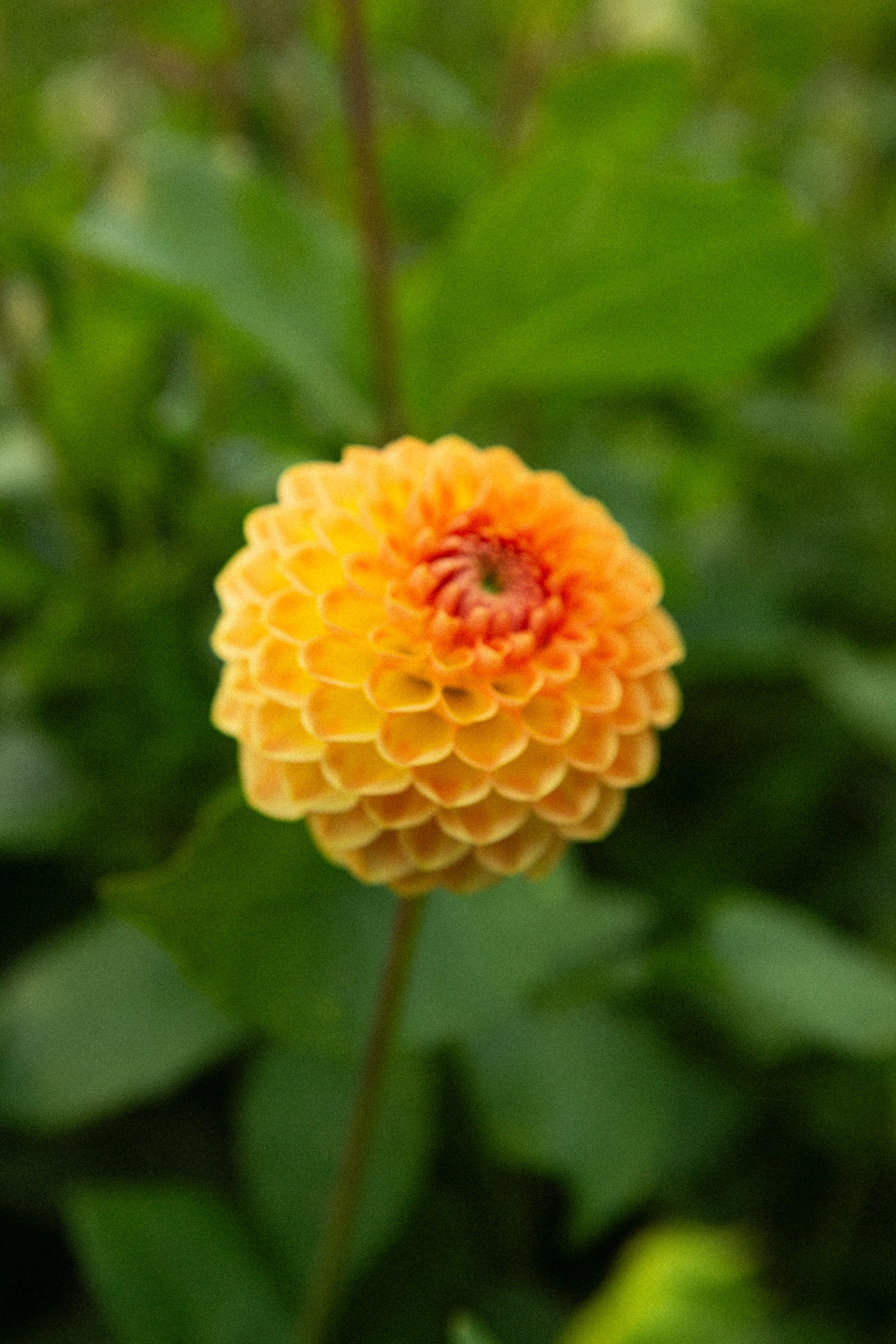 Blyton Softer Gleam