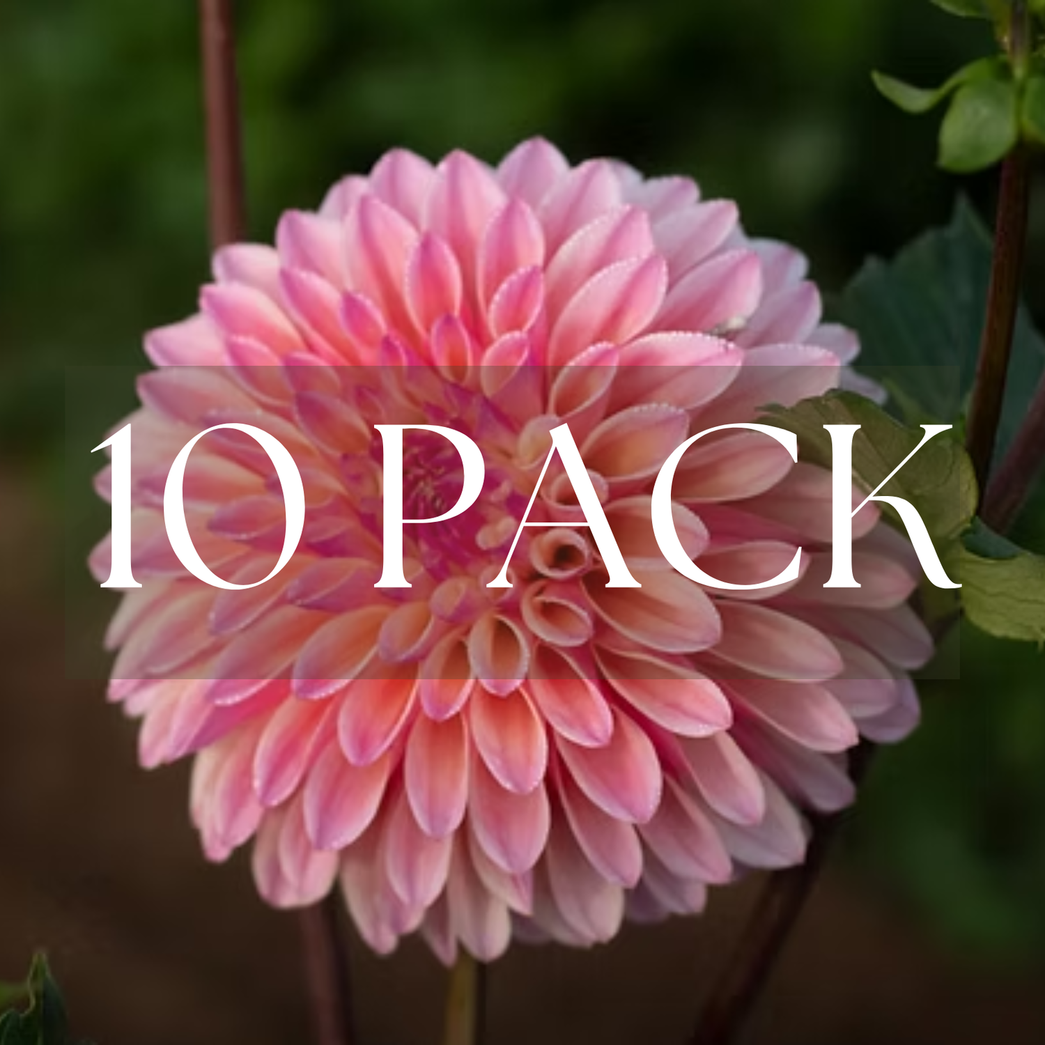 Coralie (10 Pack)
