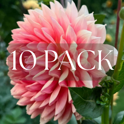 Fawn Dahlia (10 pack)