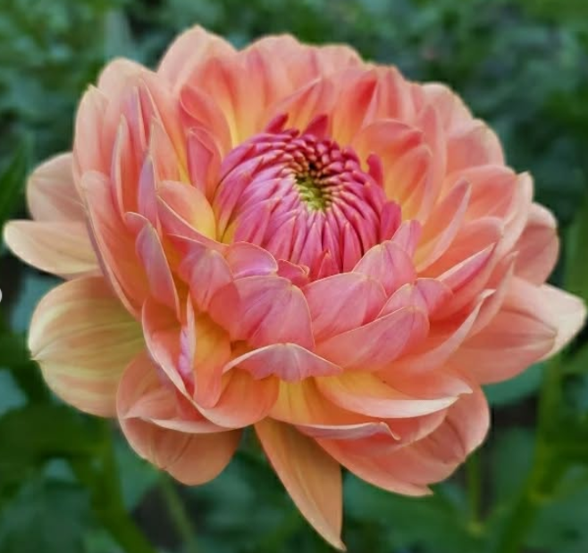 Fawn Dahlia