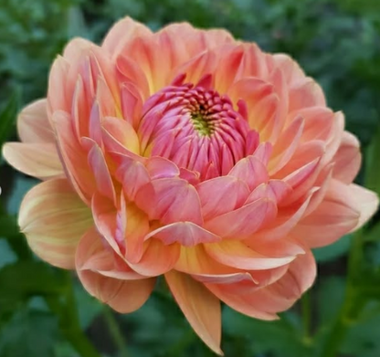 Fawn Dahlia