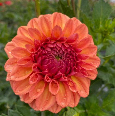 Ferncliff Apricot