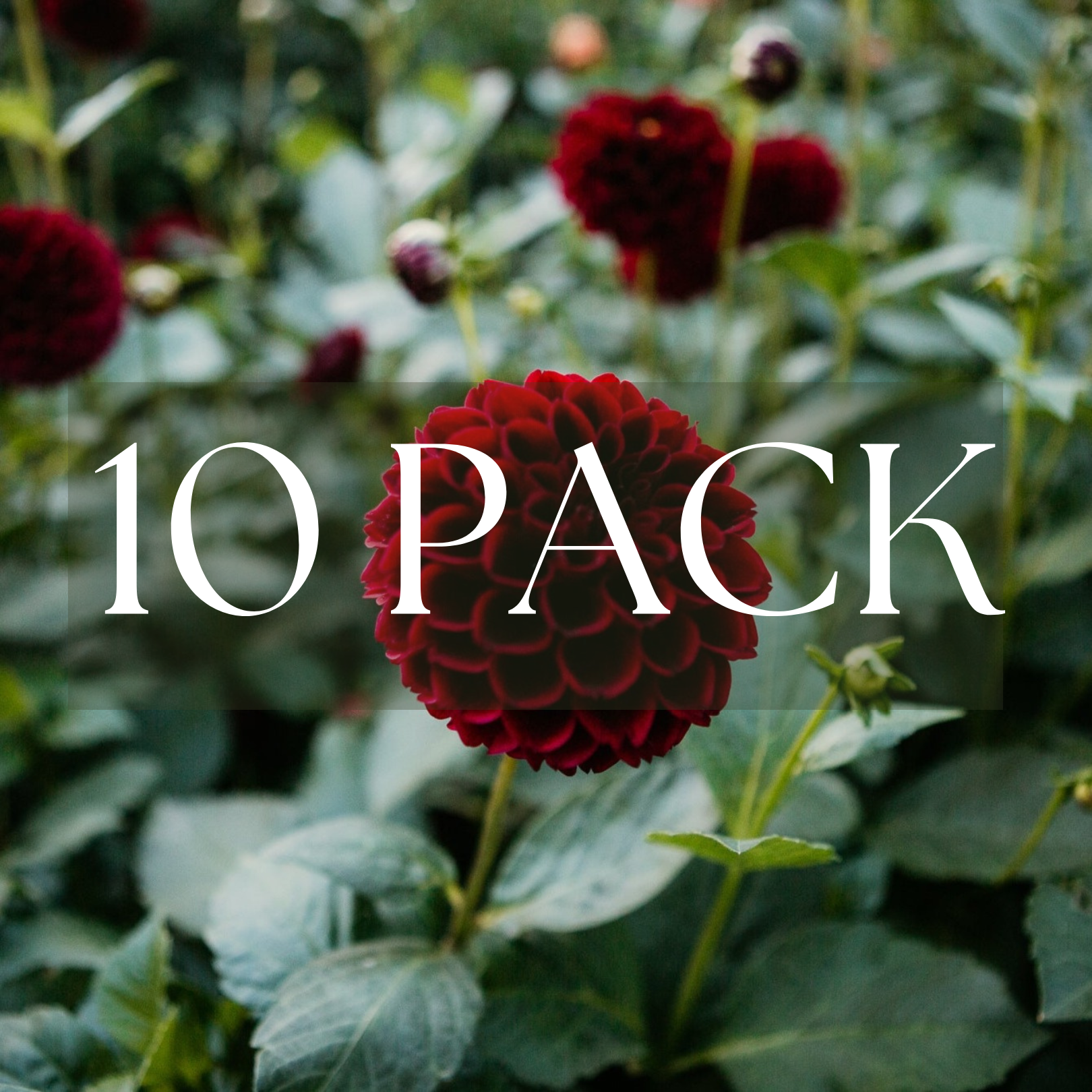 Ferncliff Ebony (10 Pack) – Moore Blooms Dahlias