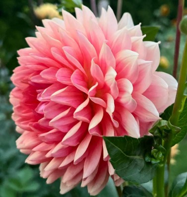 Fawn Dahlia