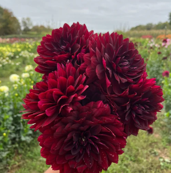 Hollyhill Black Widow