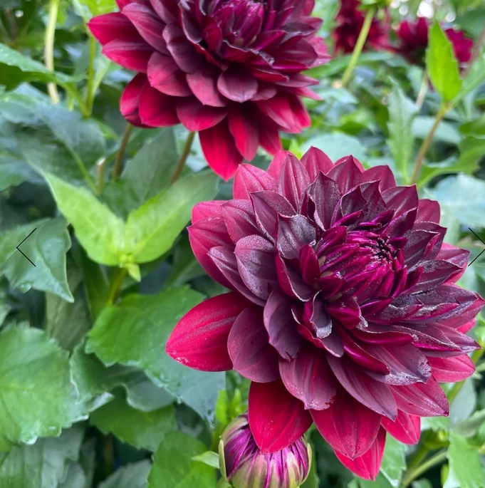 Hollyhill Black Widow