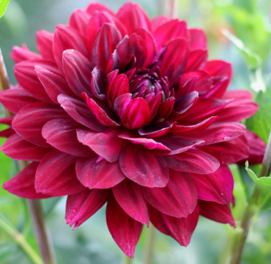 Hollyhill Black Widow