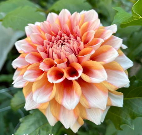 Hollyhill Orange Ice