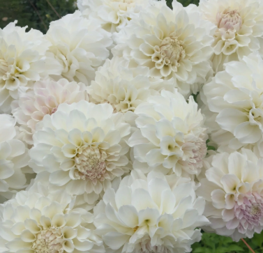 Irish Ruffles