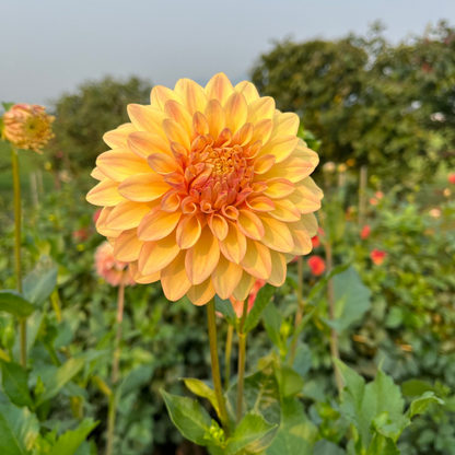 Miss Amara (10 Pack)