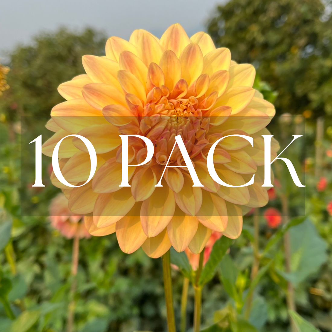 Miss Amara (10 Pack)