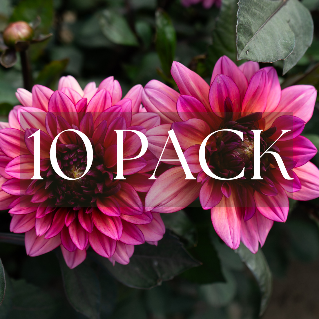 Molly Raven (10 pack)