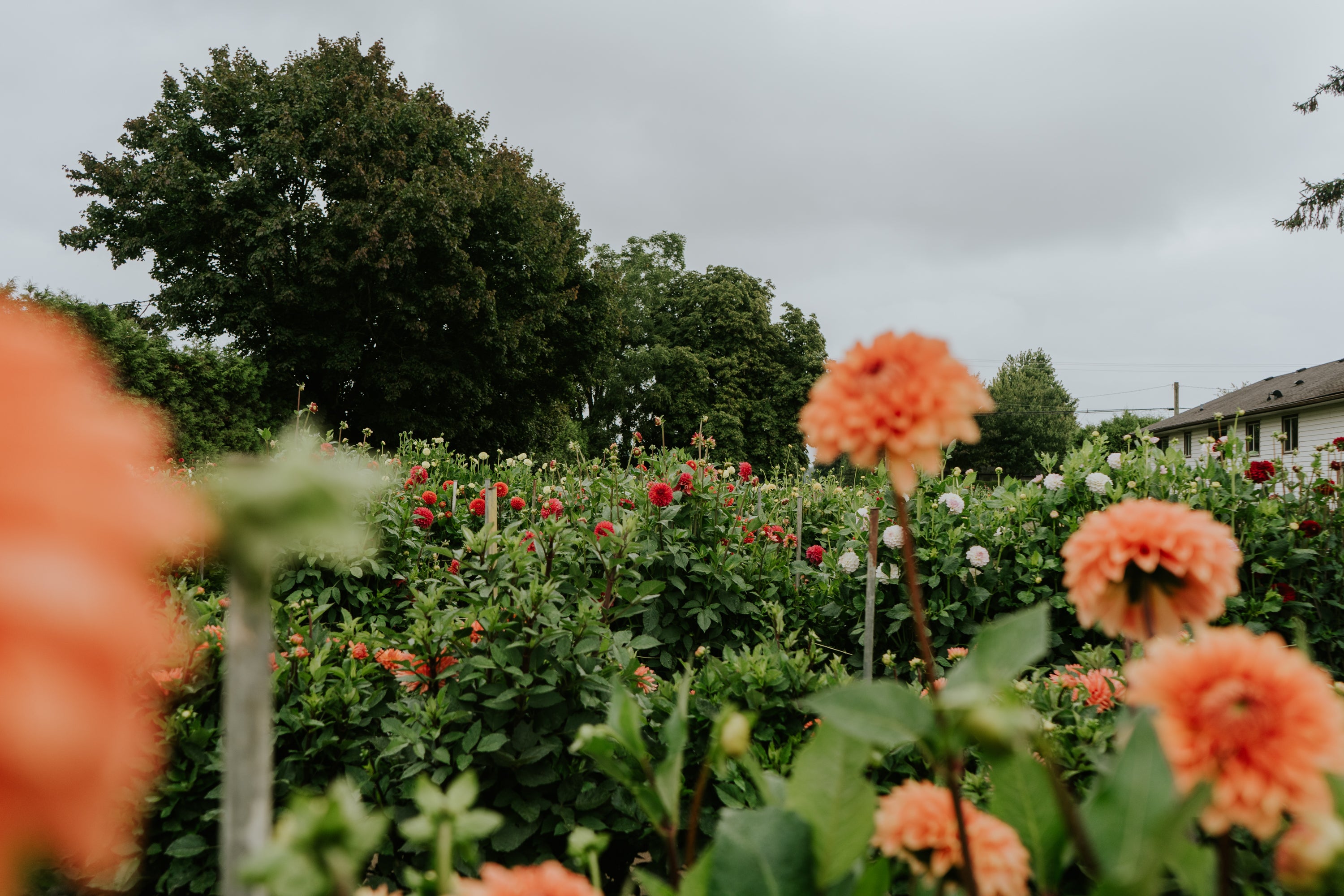 2025 Dahlia Tuber Varieties Moore Blooms Dahlias 2025 Dahlia Tuber Varieties Moore Blooms Dahlias