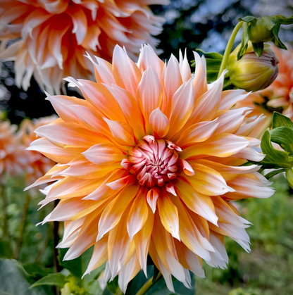 Orange N Snow (10 Pack)