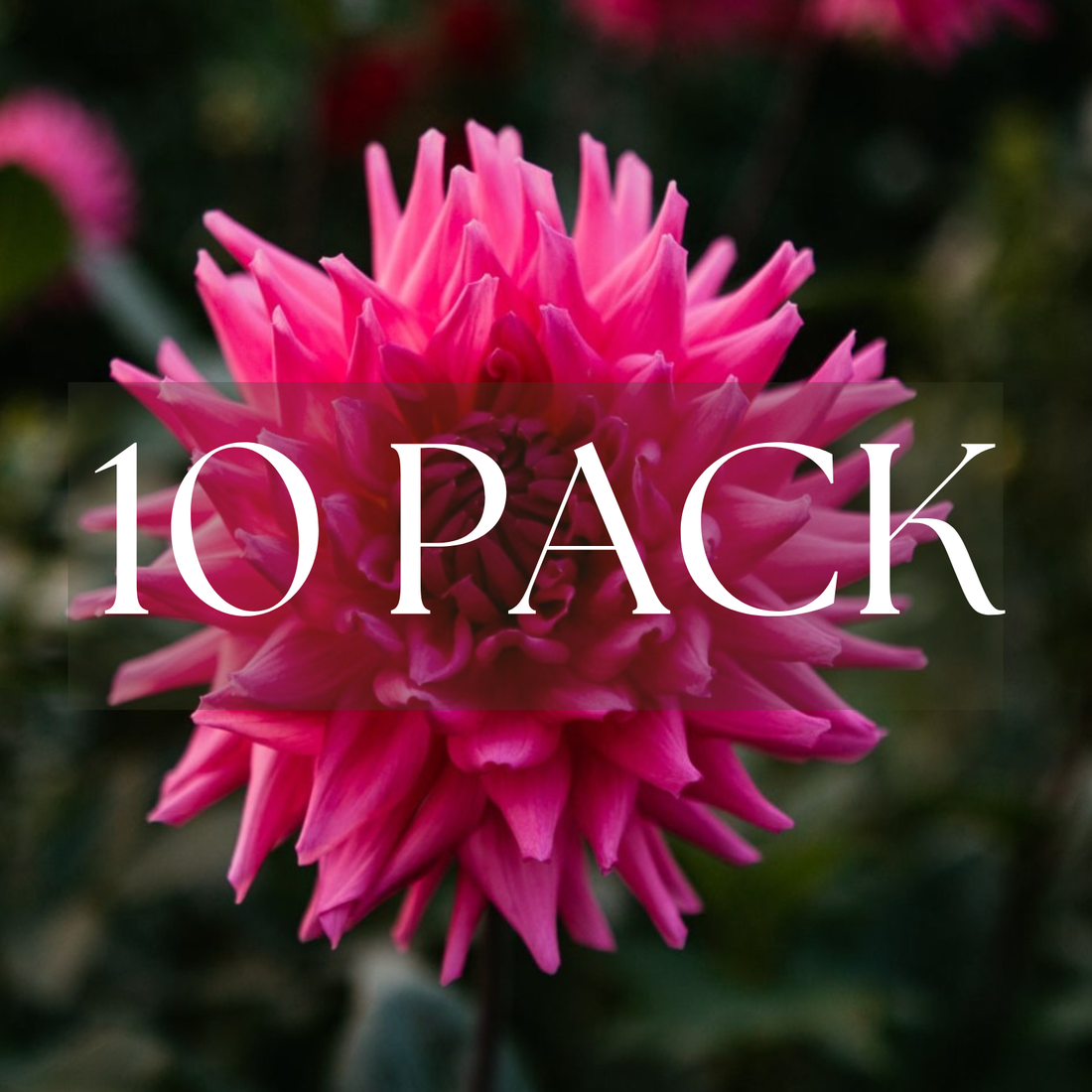 Parkland Rave (10 Pack)