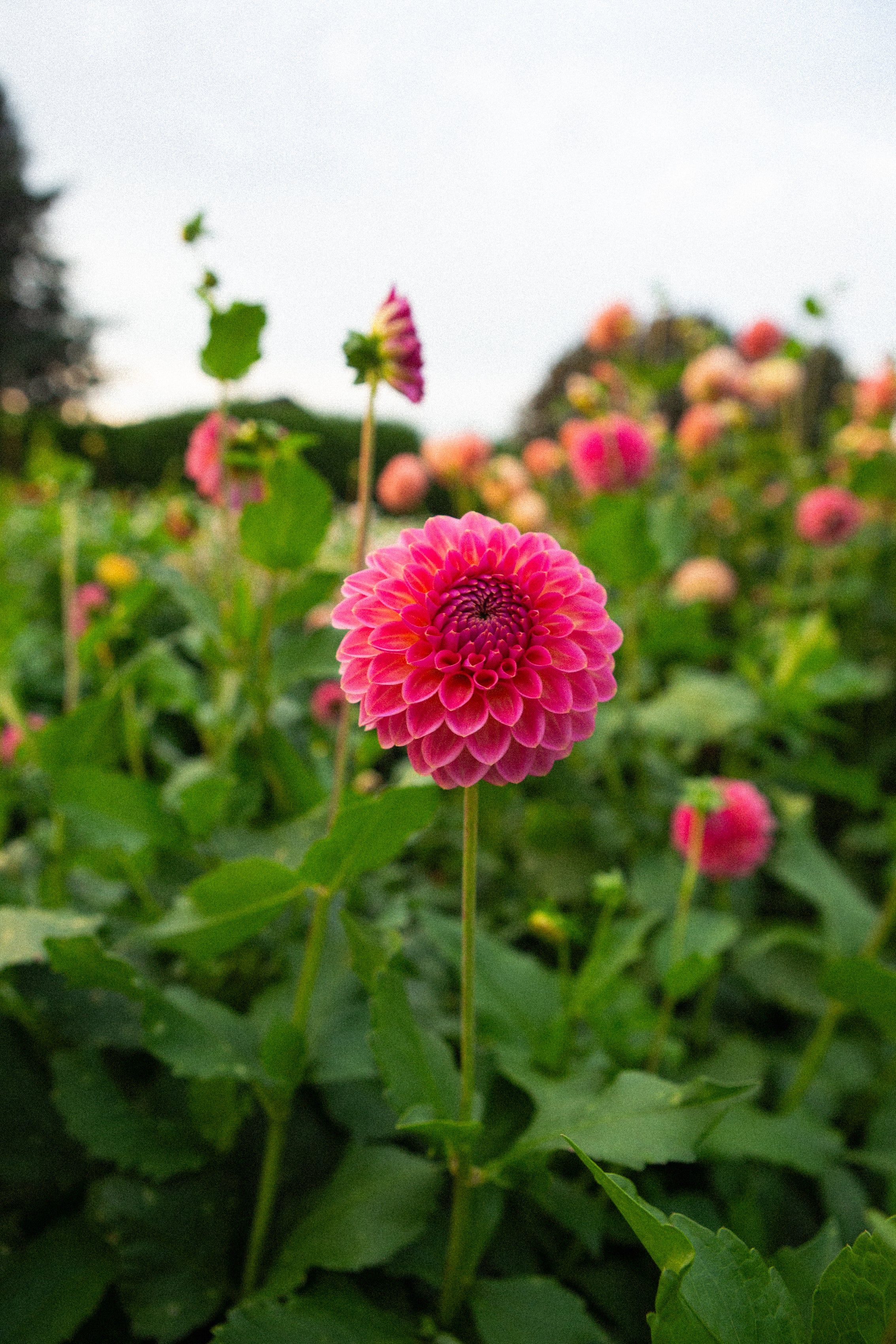 Pink Suffusion