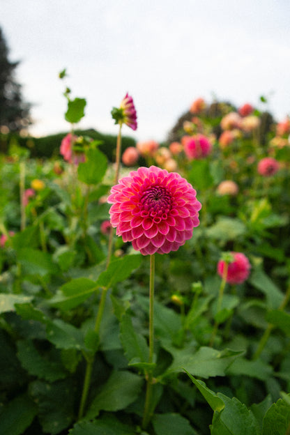 Pink Suffusion