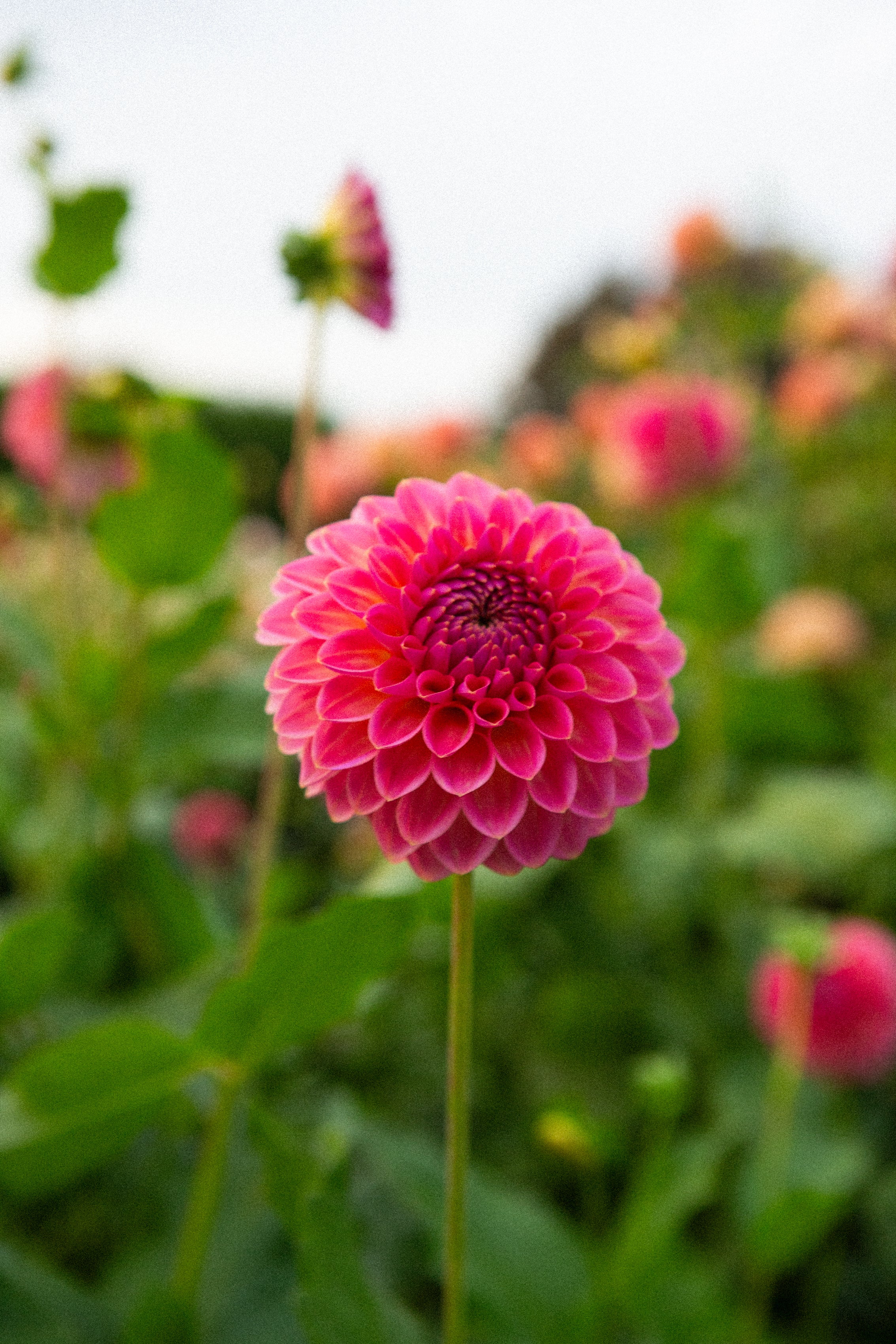 Pink Suffusion