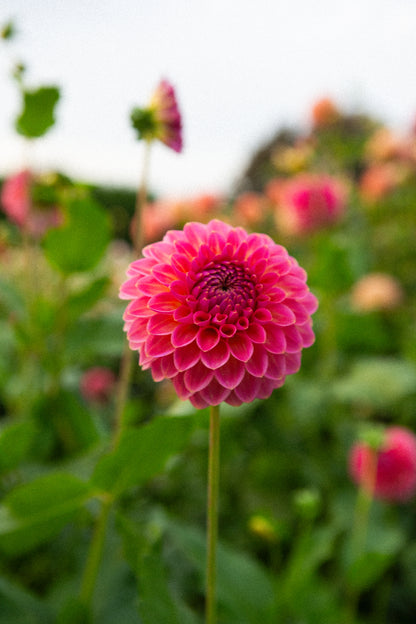 Pink Suffusion