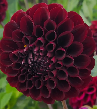 Pot Black