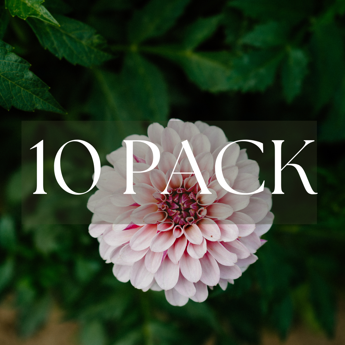 Salish Twilight Girl (10 Pack)