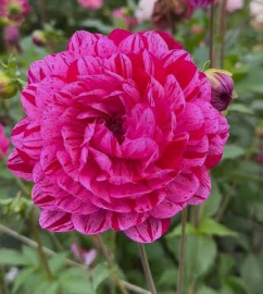 Sandia Cancan (Limit 1)