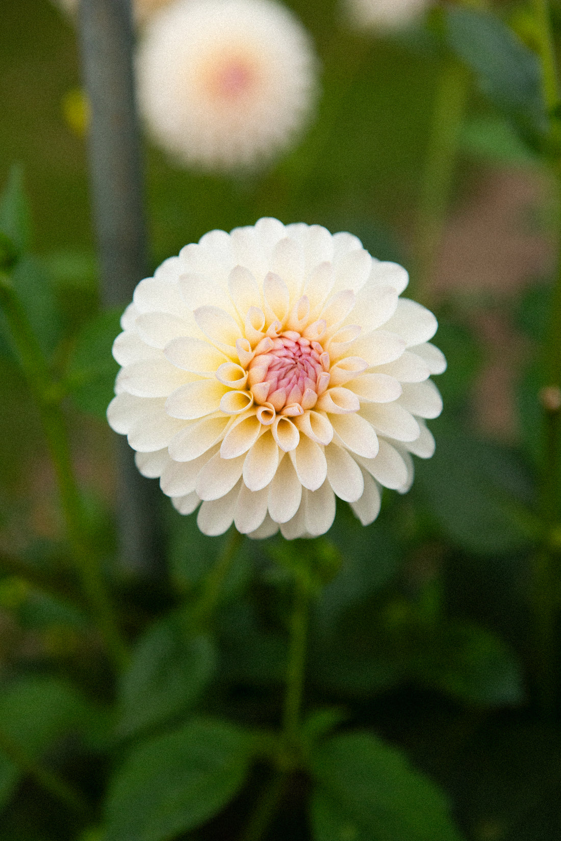 Tahoma Stellar Feller