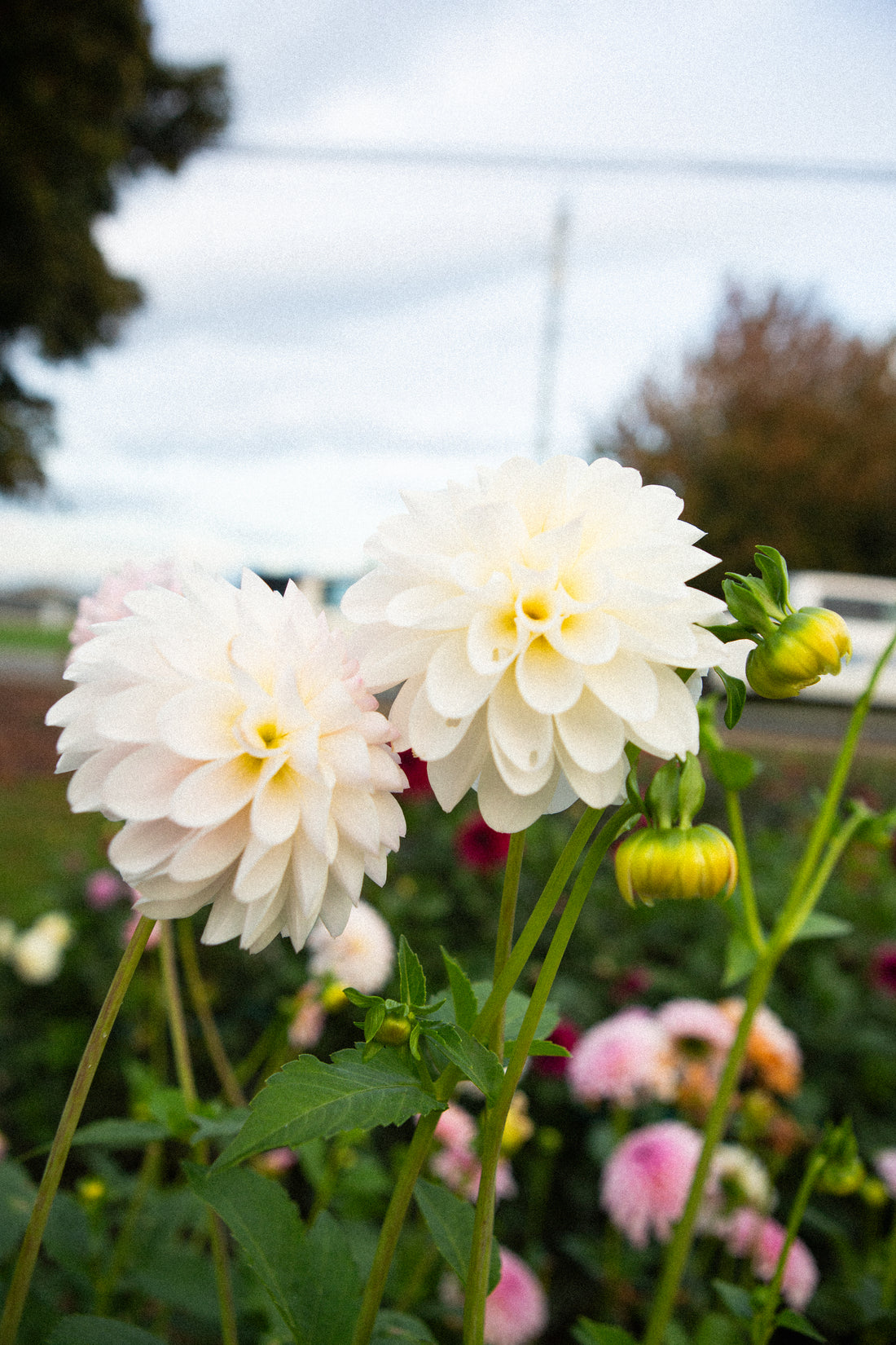 Tahoma Stellar Feller