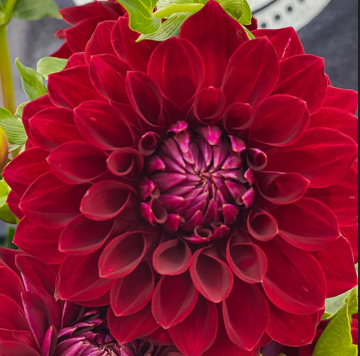 Tahoma Velvet