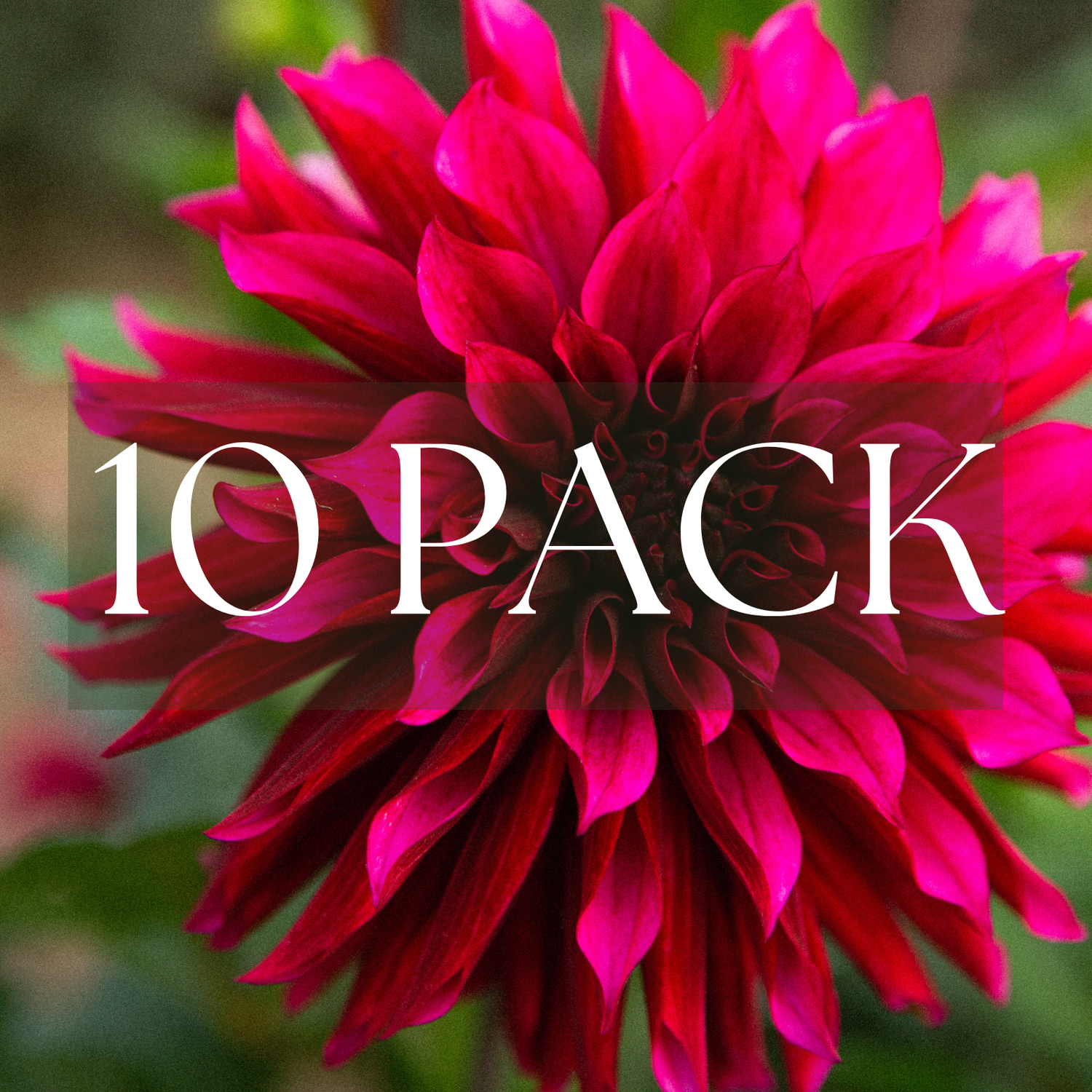 Tanita (10 pack)