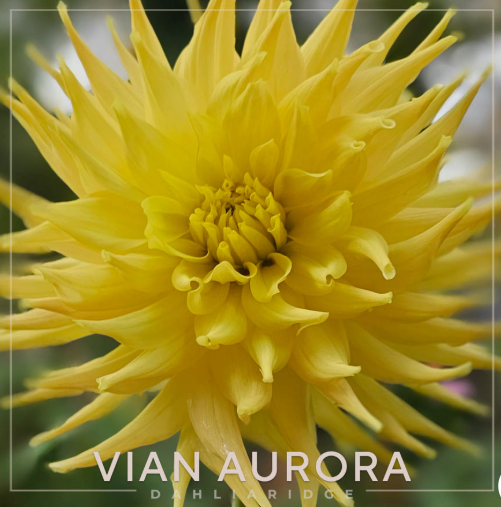Vian Aurora