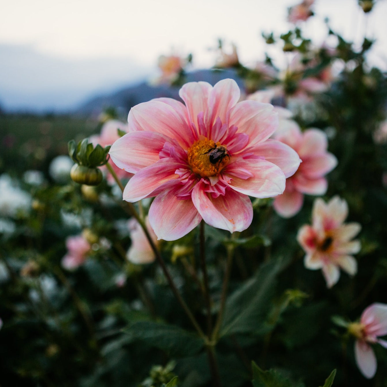 Apple Blossom Collarette