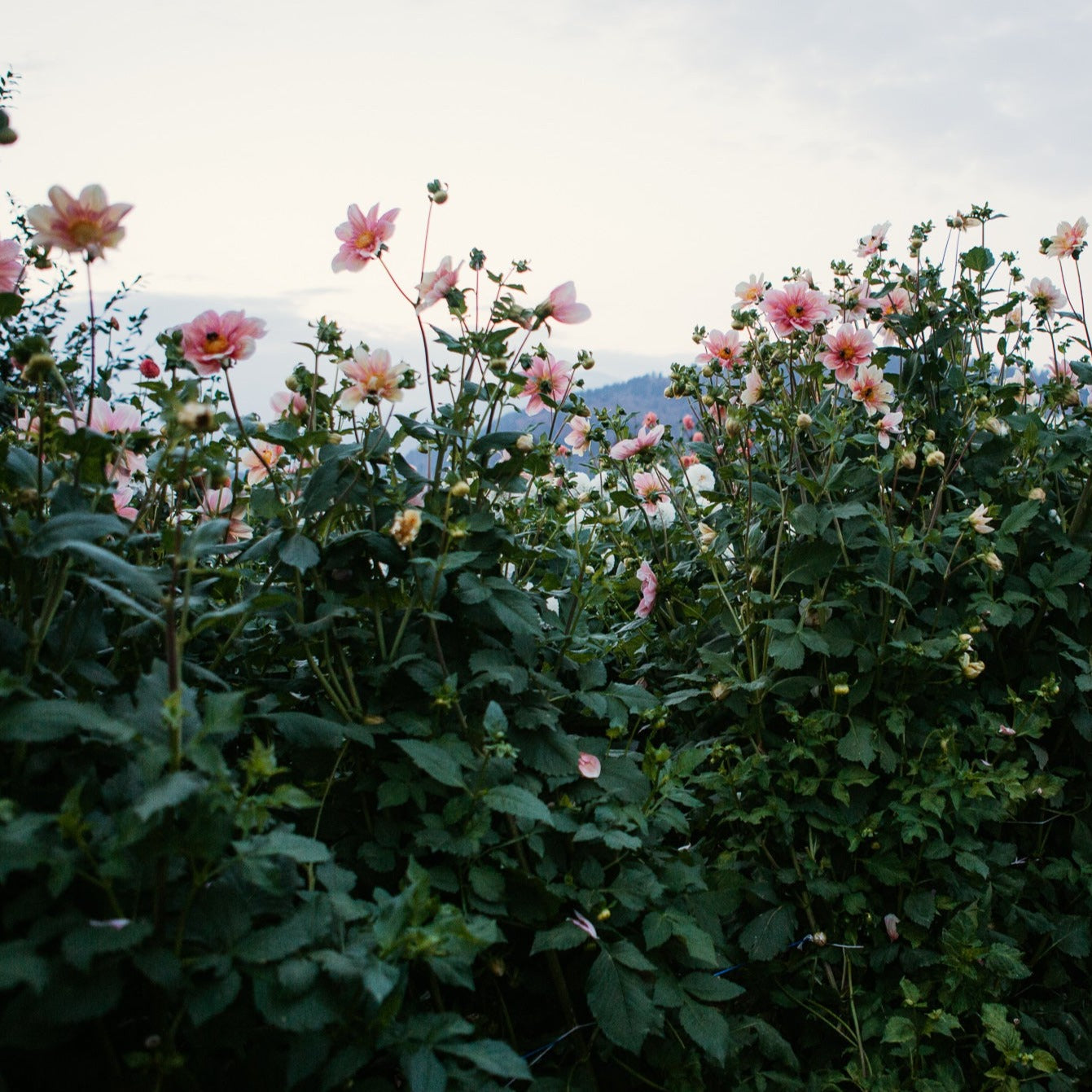 Apple Blossom Collarette