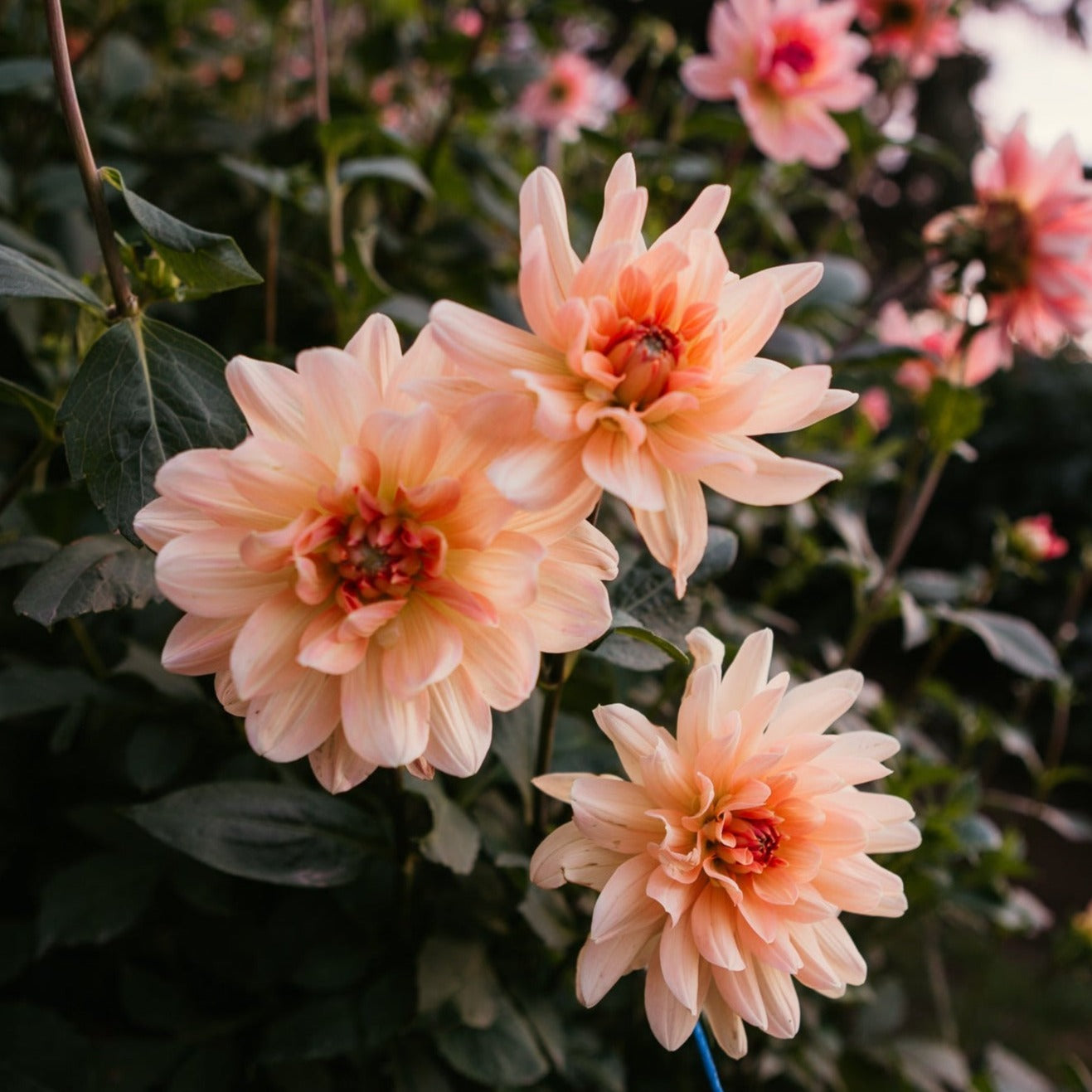 Apricot Desire