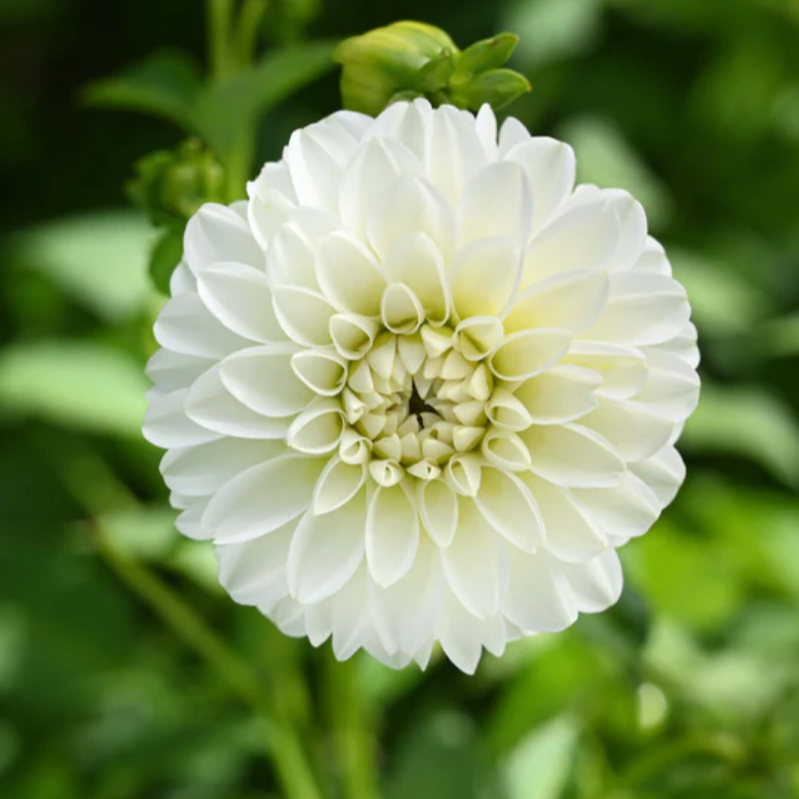 White Aster